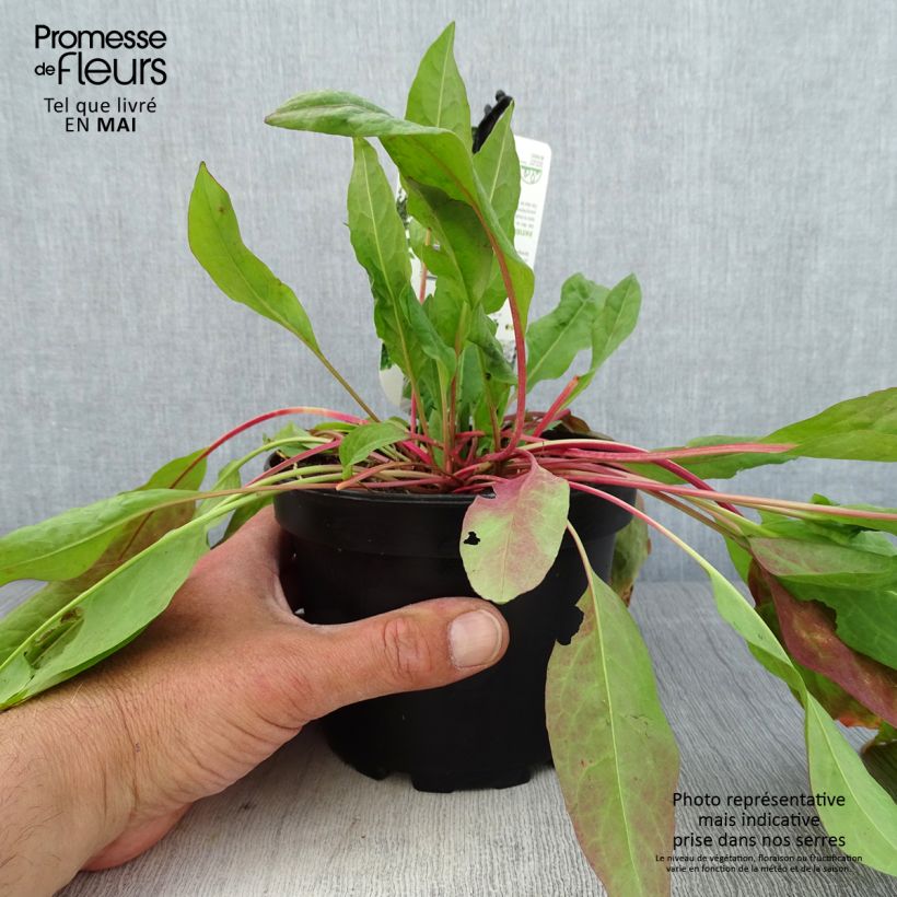 Exemplar von Ampfer - Rumex patientia Topf mit 1,5L/2L wie im Frühjahr geliefert