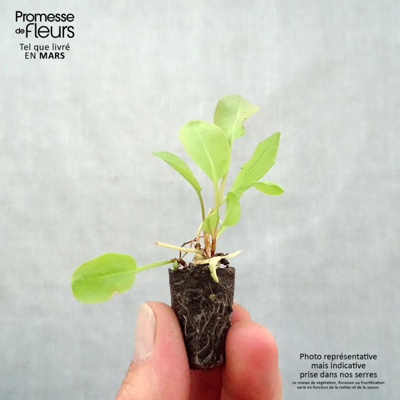 Example of Ampfer Large de Belleville - Rumex arifolius Mini-Plug Ø 1,5/2,5 cm as you get in printemps