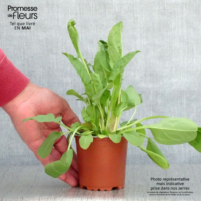 Example of Ampfer Large de Belleville - Rumex arifolius Kleine Töpfe von 8/9 cm as you get in printemps