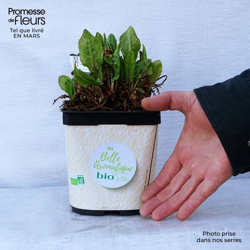 Exemplar von Ampfer - Rumex scutatus Topf mit 1L/1,5L wie im Frühjahr geliefert