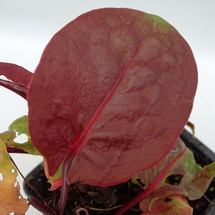 Ampfer Purpurea - Rumex scutatus (Foliage)