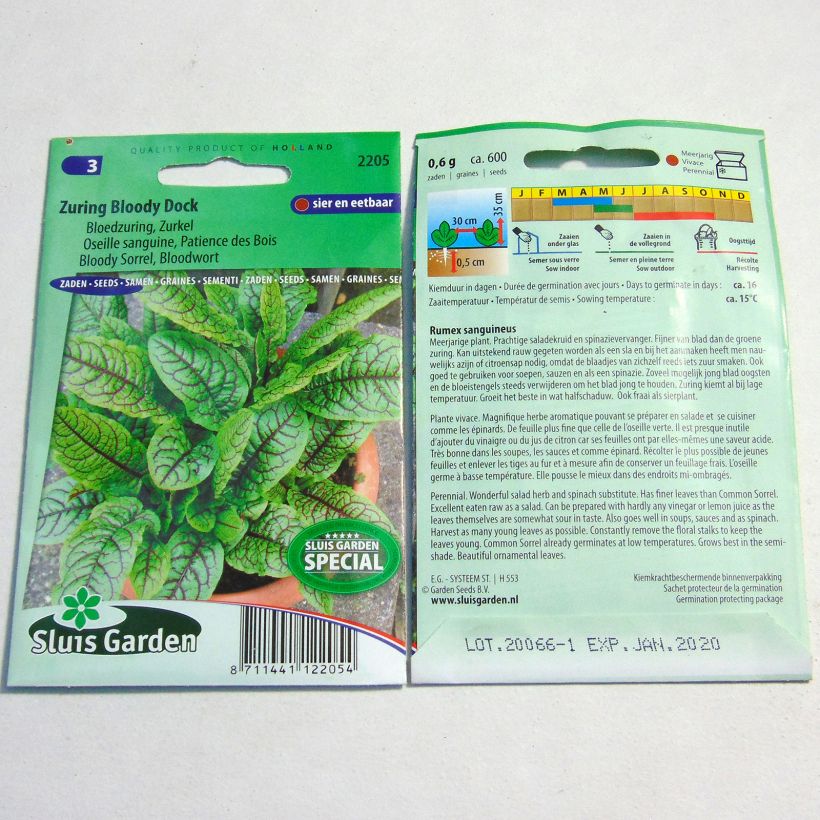 Example of Ampfer Patience Des Bois - Rumex sanguineus per pack of 600 seeds as you get