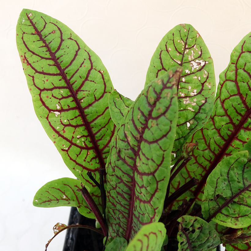 Ampfer - Rumex sanguineus (Foliage)