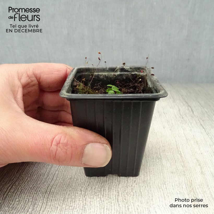 Exemplar von Ampfer - Rumex sanguineus Kleine Töpfe von 8/9 cm wie im Winter geliefert