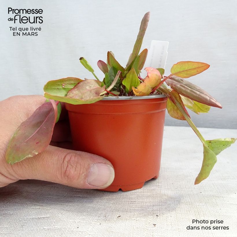 Exemplar von Ampfer - Rumex acetosa Kleine Töpfe von 8/9 cm wie im Winter geliefert