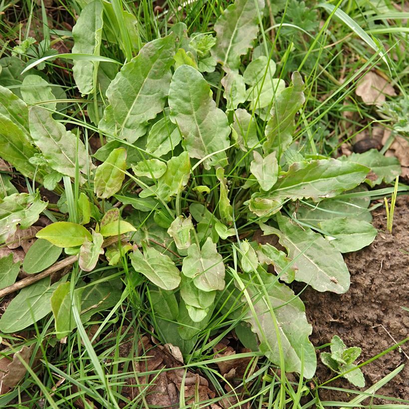 Ampfer (Samen) - Rumex acetosa (Plant habit)