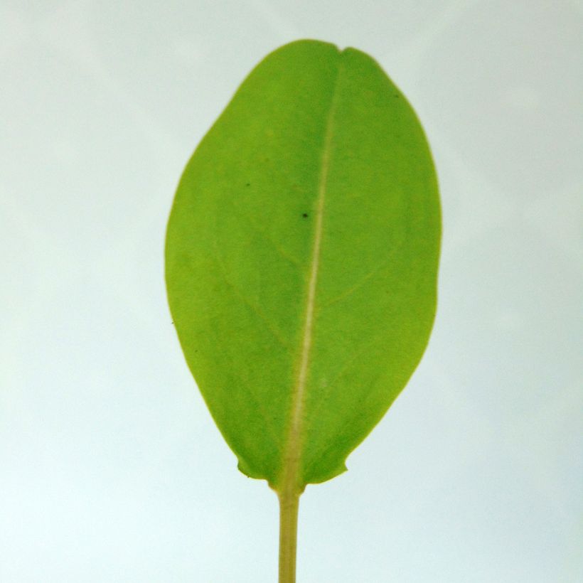 Ampfer - Rumex arifolius (Foliage)