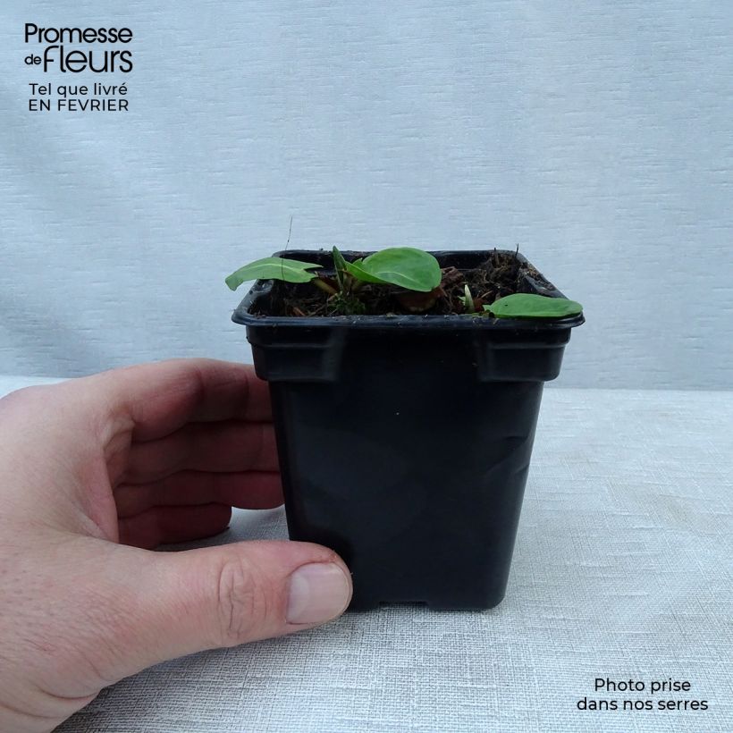 Exemplar von Ampfer - Rumex arifolius Kleine Töpfe von 8/9 cm wie im Winter geliefert