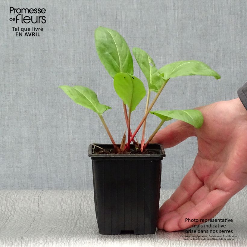 Exemplar von Ampfer - Rumex arifolius Kleine Töpfe von 8/9 cm wie im Frühjahr geliefert