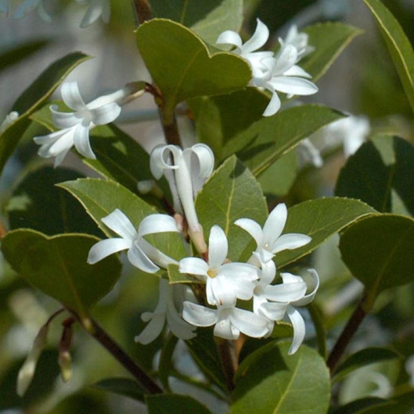 Delavays Duftblüte Heaven Scent - Osmanthus delavayi (Foliage)