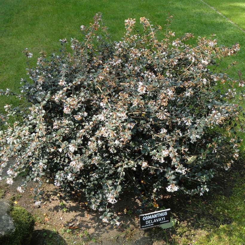 Delavays Duftblüte Heaven Scent - Osmanthus delavayi (Plant habit)