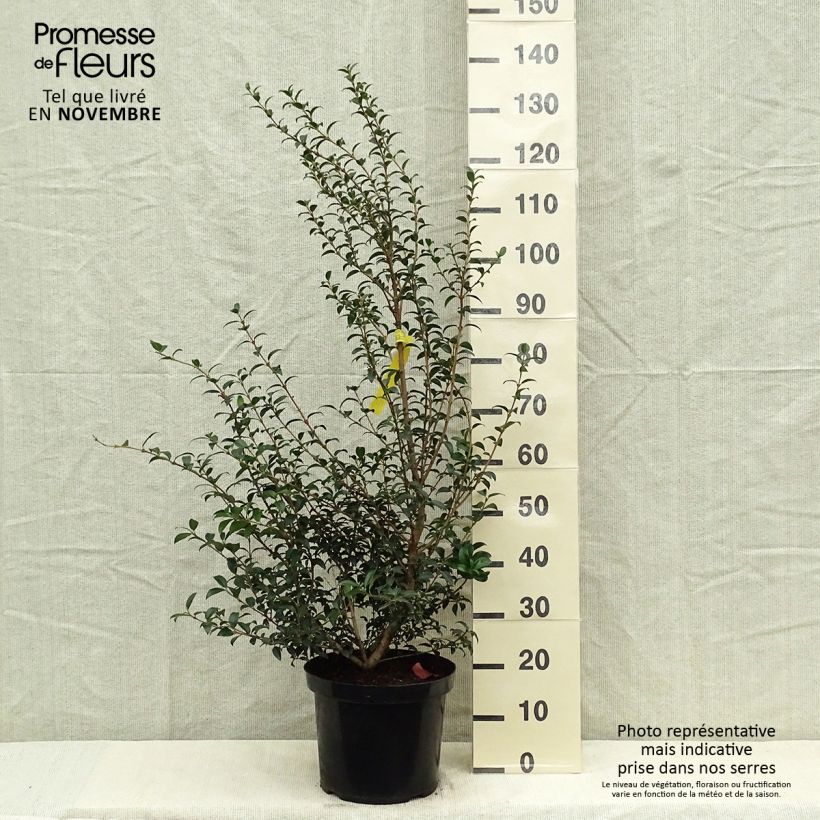 Example of Frühlings-Duftblüte - Osmanthus burkwoodii Topf mit 6L/7L as you get in automne
