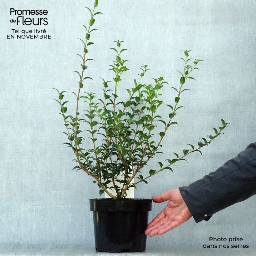 Example of Frühlings-Duftblüte - Osmanthus burkwoodii Topf mit 2L/3L as you get in automne