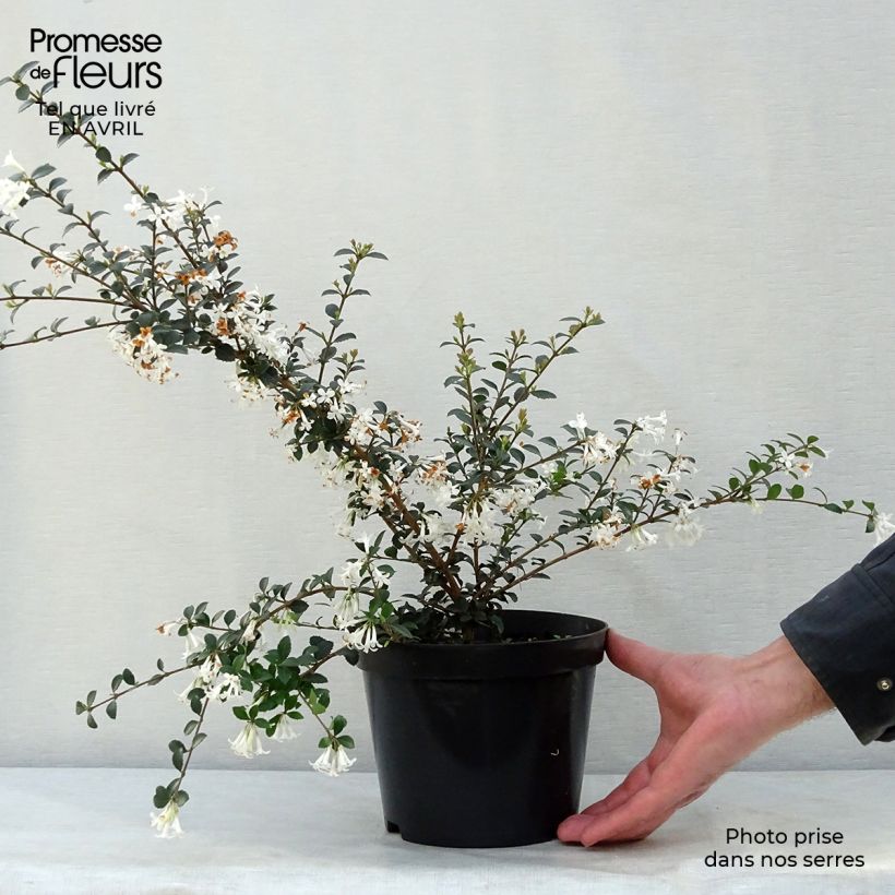 Exemplar von Delavays Duftblüte - Osmanthus delavayi Topf mit 2L/3L wie im Frühjahr geliefert