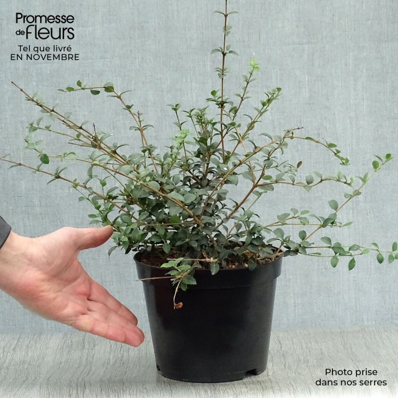 Example of Delavays Duftblüte - Osmanthus delavayi Topf mit 2L/3L as you get in automne
