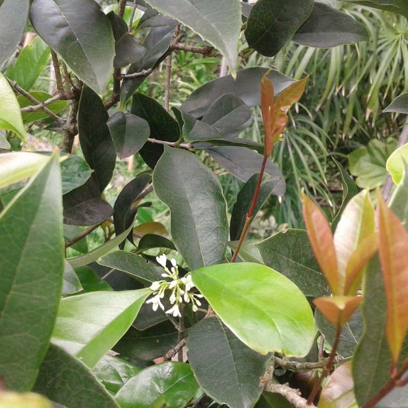 Süße Duftblüte - Osmanthus fragrans (Foliage)