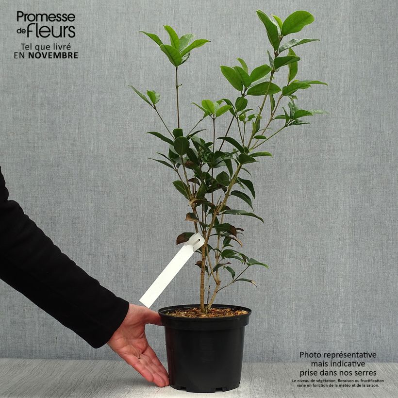 Example of Süße Duftblüte - Osmanthus fragrans Topf mit 2L/3L as you get in automne