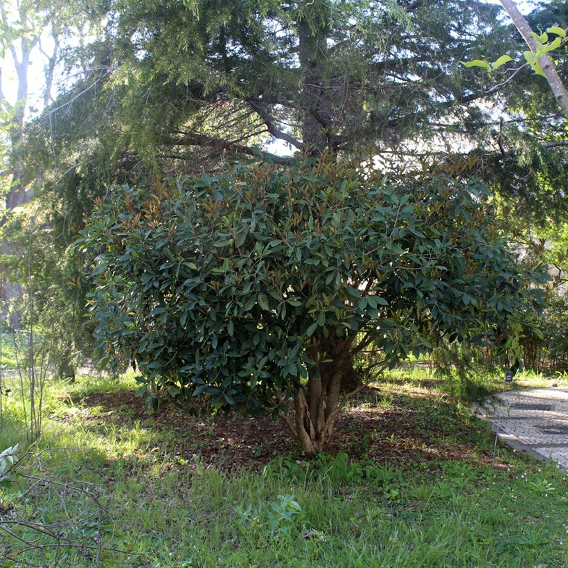 Süße Duftblüte - Osmanthus fragrans (Plant habit)