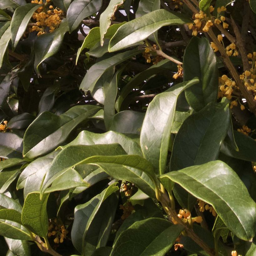 Süße Duftblüte var. aurantiacus - Osmanthus fragrans (Foliage)