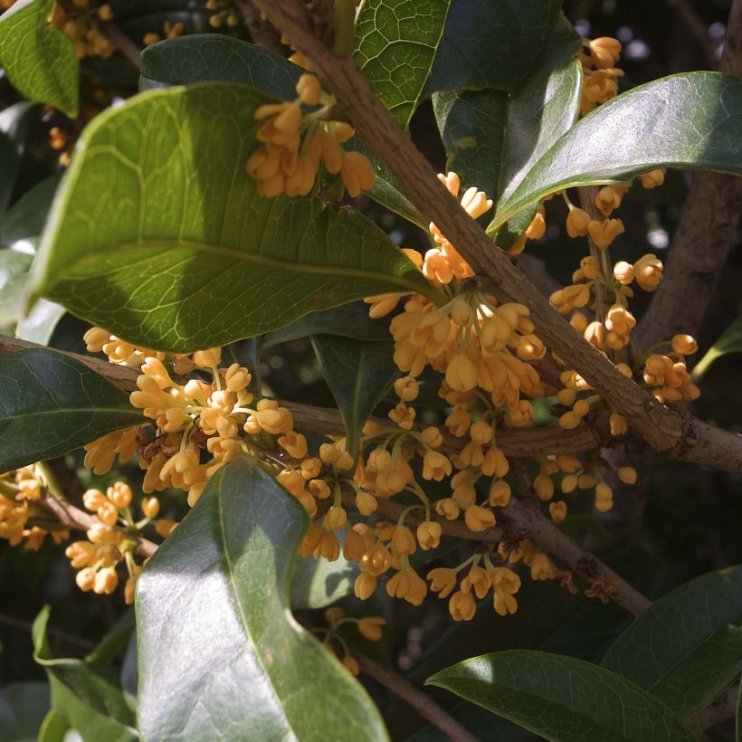 Süße Duftblüte var. aurantiacus - Osmanthus fragrans (Flowering)