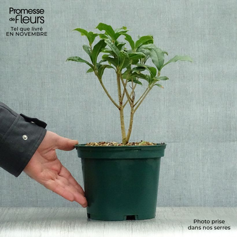 Example of Süße Duftblüte var. aurantiacus - Osmanthus fragrans Topf mit 2L/3L as you get in automne