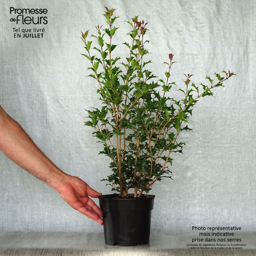 Example of Stachelblättrige Duftblüte Gulftide - Osmanthus heterophyllus Topf mit 2L/3L as you get in ete