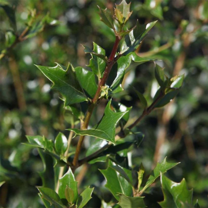 Stachelblättrige Duftblüte Gulftide - Osmanthus heterophyllus (Foliage)