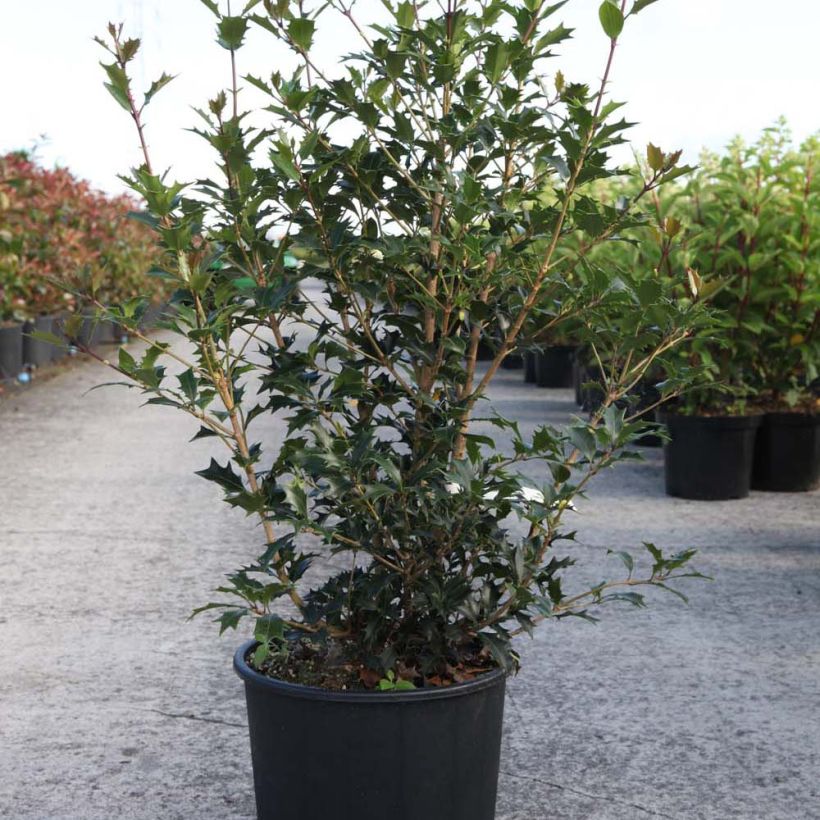 Example of Stachelblättrige Duftblüte Gulftide - Osmanthus heterophyllus Topf mit 12L/15L as you get