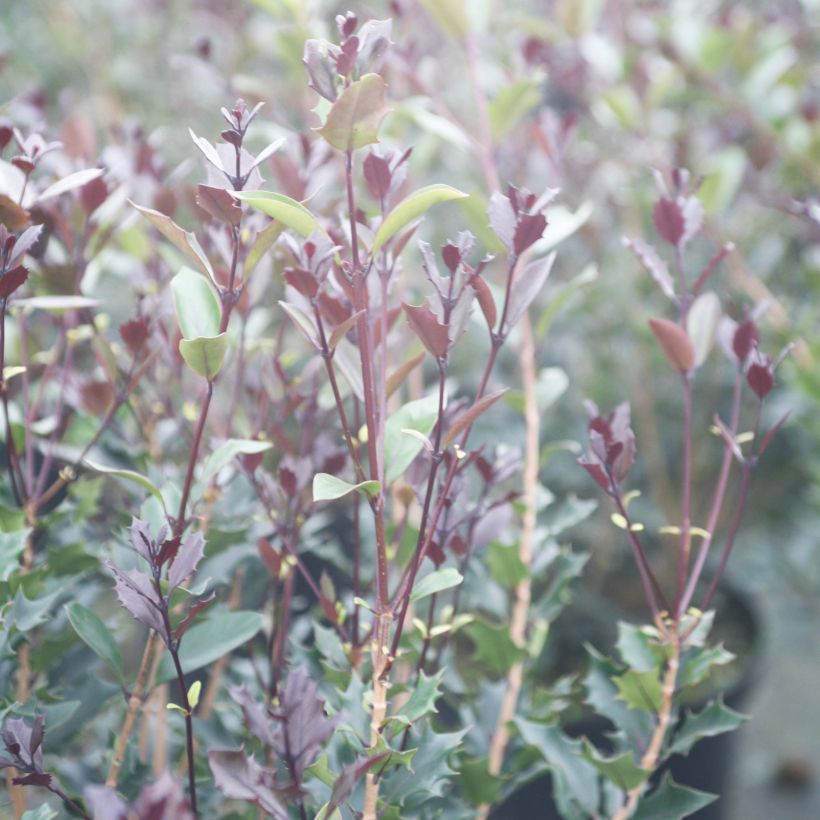 Stachelblättrige Duftblüte Purpureus - Osmanthus heterophyllus (Foliage)