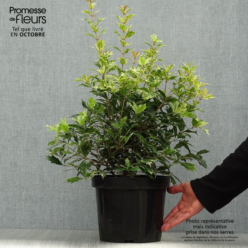 Example of Stachelblättrige Duftblüte Tricolor - Osmanthus heterophyllus Topf mit 7,5L/10L as you get in automne