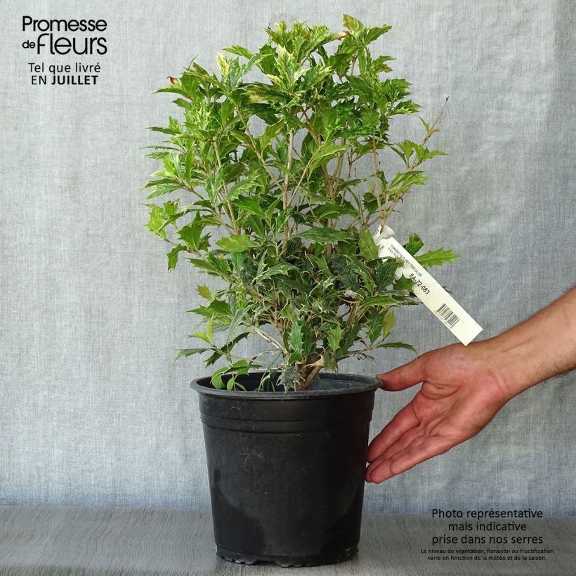 Exemplar von Stachelblättrige Duftblüte Tricolor - Osmanthus heterophyllus Topf mit 4L/5L wie im Sommer geliefert