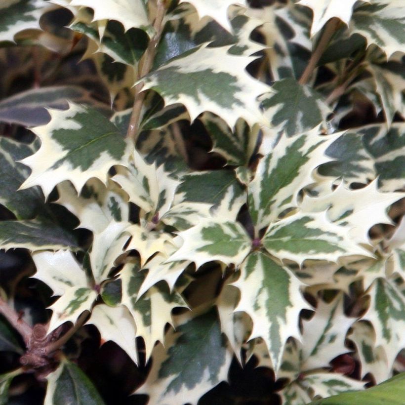 Stachelblättrige Duftblüte Variegatus - Osmanthus heterophyllus (Foliage)