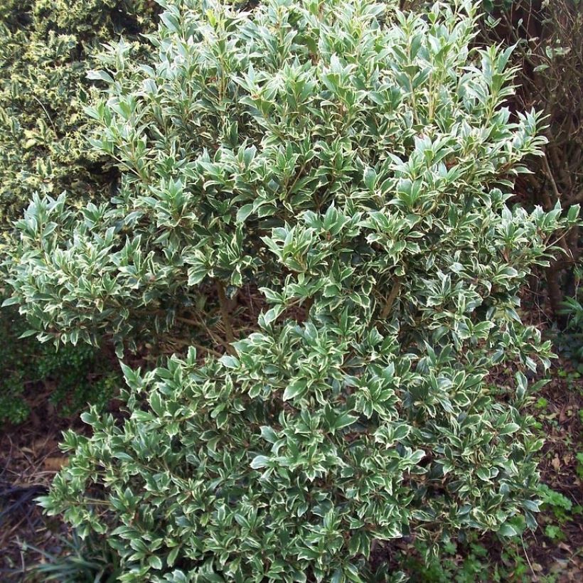 Stachelblättrige Duftblüte Variegatus - Osmanthus heterophyllus (Plant habit)