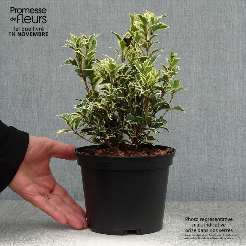 Example of Stachelblättrige Duftblüte Variegatus - Osmanthus heterophyllus Topf mit 2L/3L as you get in automne