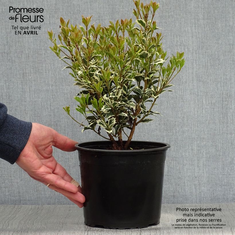 Exemplar von Stachelblättrige Duftblüte Variegatus - Osmanthus heterophyllus Topf mit 2L/3L wie im Frühjahr geliefert
