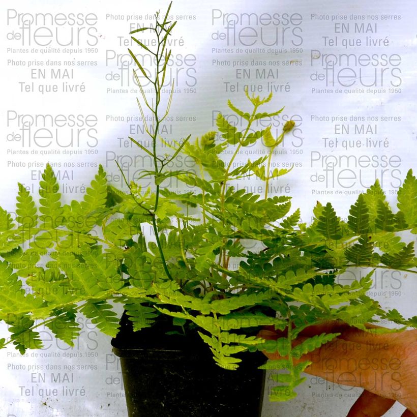 Example of Osmunda cinnamonea - Zimtfarn Kleine Töpfe von 8/9 cm as you get