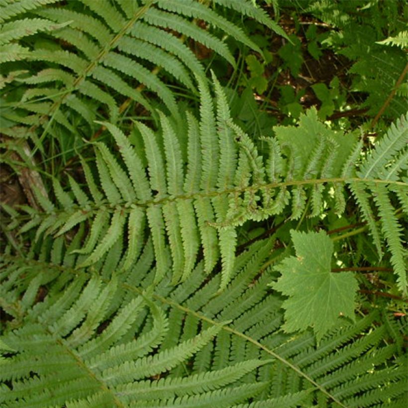 Osmunda claytoniana - Kronenfarn (Foliage)