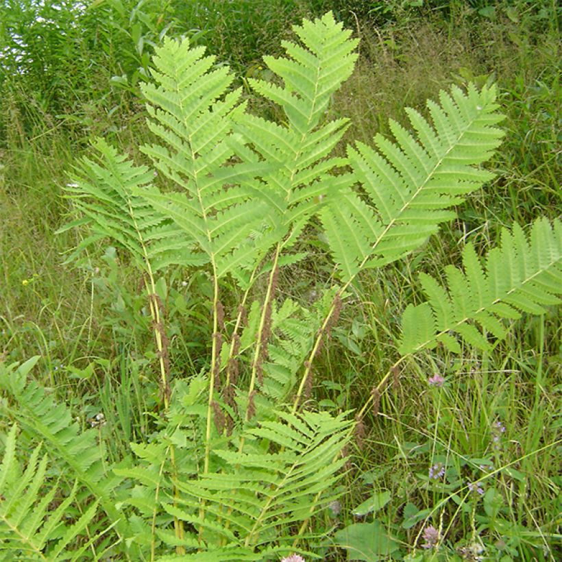 Osmunda claytoniana - Kronenfarn (Plant habit)