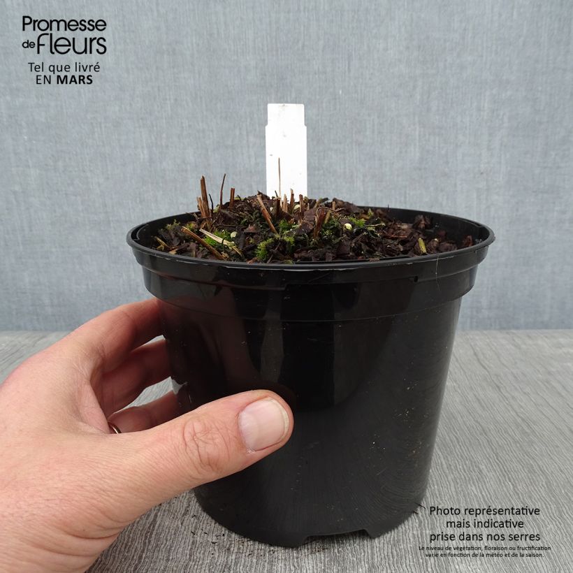 Example of Osmunda claytoniana - Kronenfarn Topf mit 2L/3L as you get in hiver