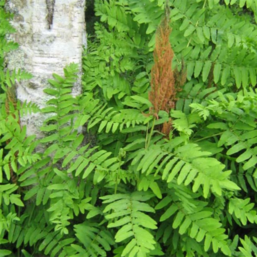 Osmunda regalis Purpurascens - Königsfarn (Foliage)