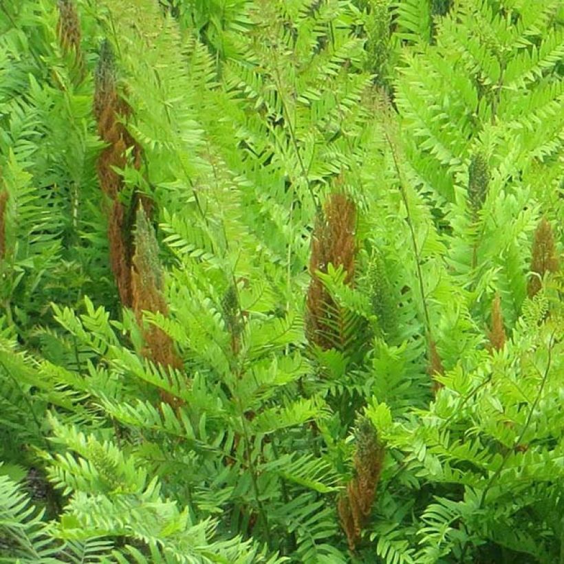 Osmunda regalis Purpurascens - Königsfarn (Flowering)