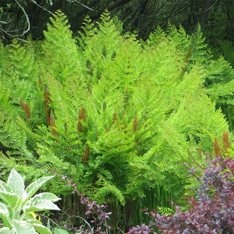 Osmunda regalis Purpurascens - Königsfarn (Plant habit)