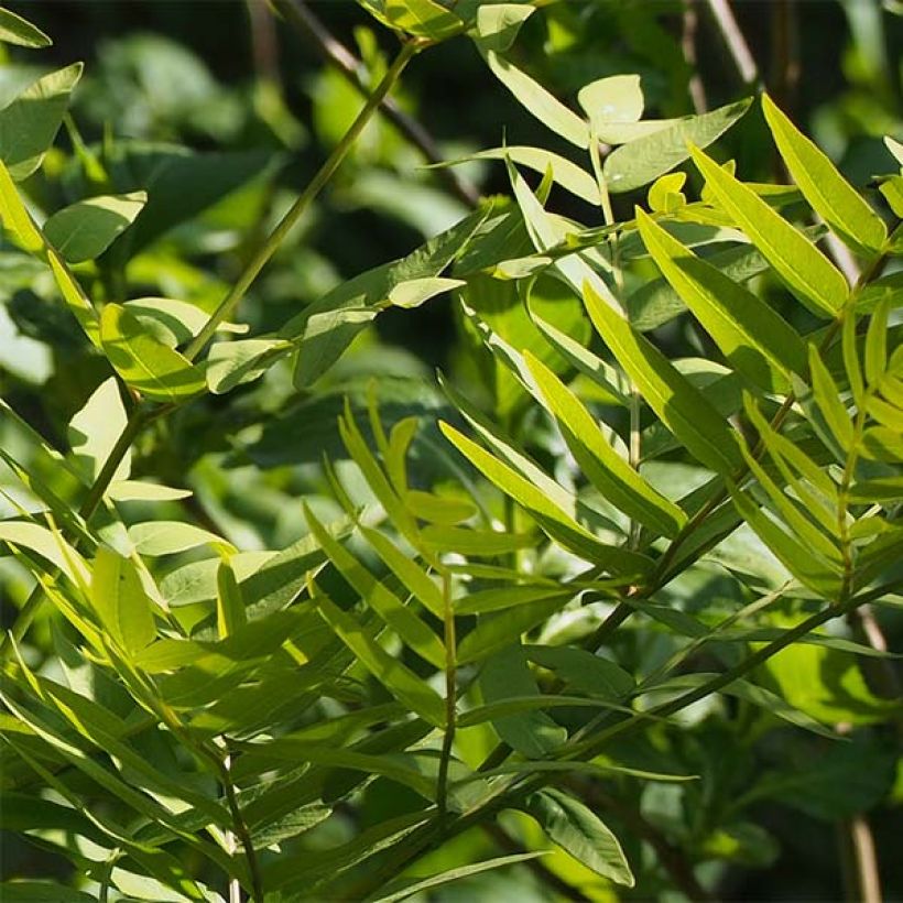 Osmunda japonica - Japanischer Königsfarn (Foliage)