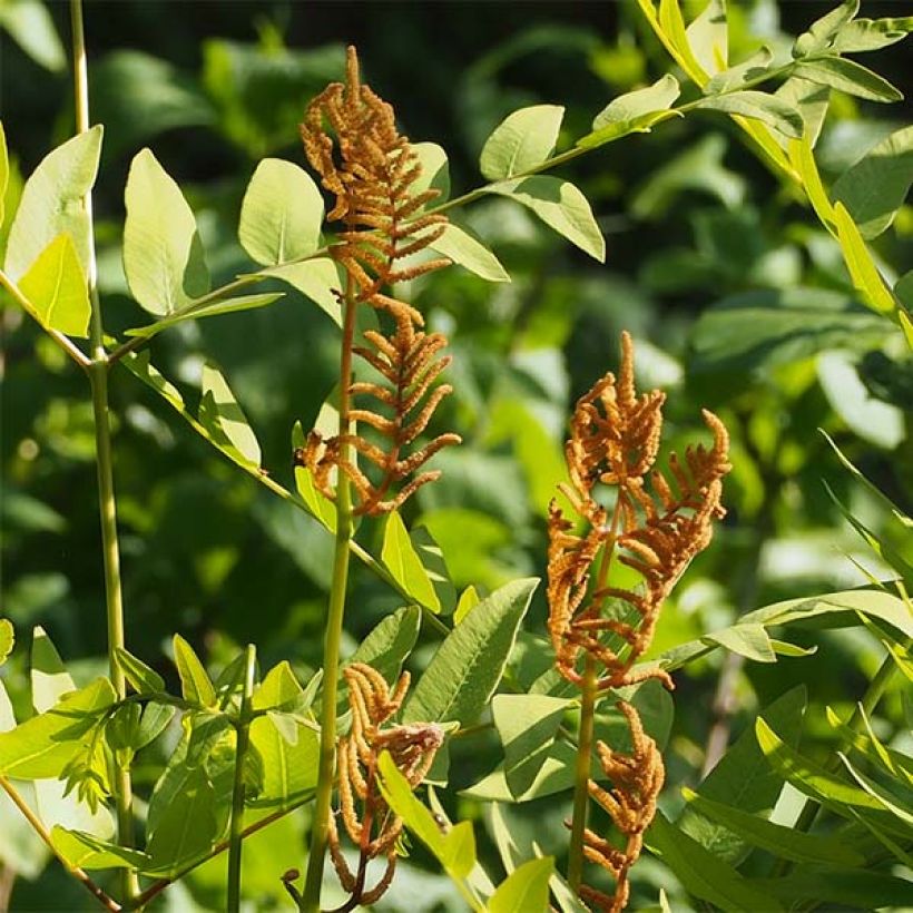 Osmunda japonica - Japanischer Königsfarn (Flowering)