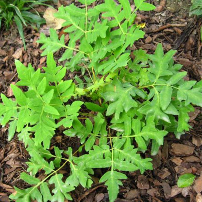 Osmunda regalis Cristata - Königsfarn (Foliage)