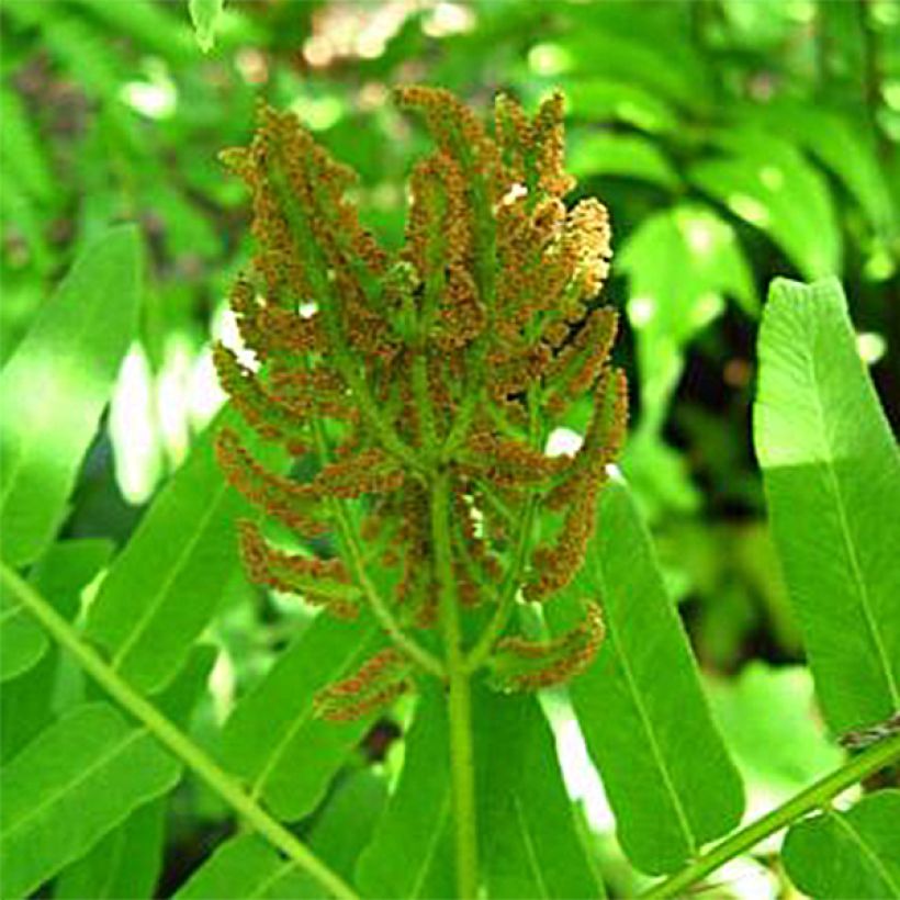 Osmunda regalis Cristata - Königsfarn (Flowering)
