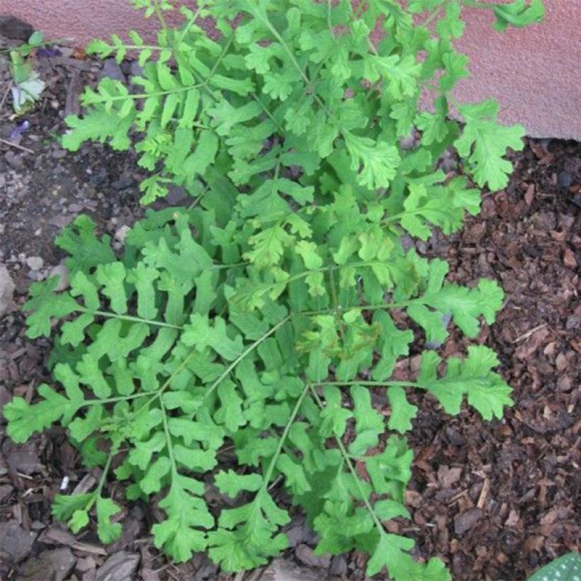 Osmunda regalis Cristata - Königsfarn (Plant habit)