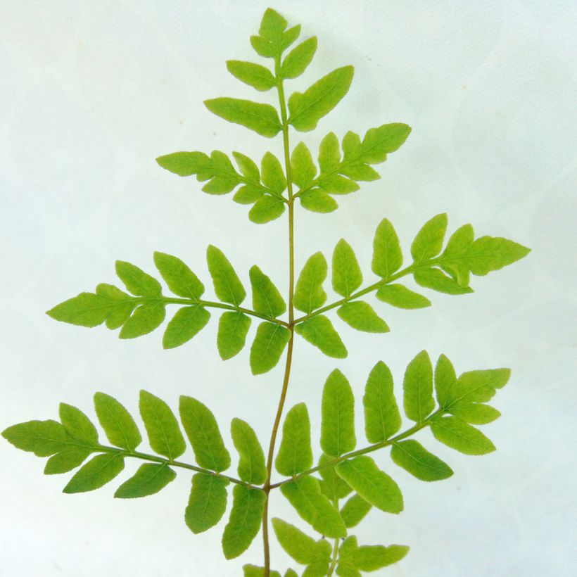 Osmunda regalis - Königsfarn (Foliage)