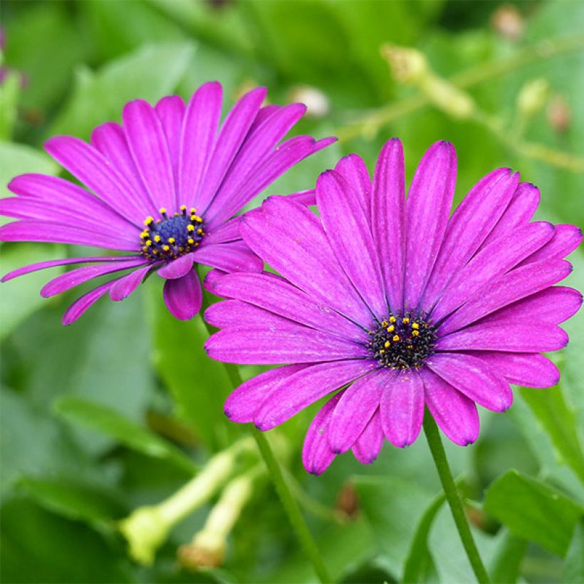 Kapmargerite Tradewinds Trailing Deep Purple - Osteospermum (Flowering)