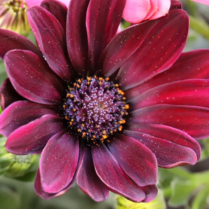 Kapmargerite Dalina Red Dark - Osteospermum (Flowering)